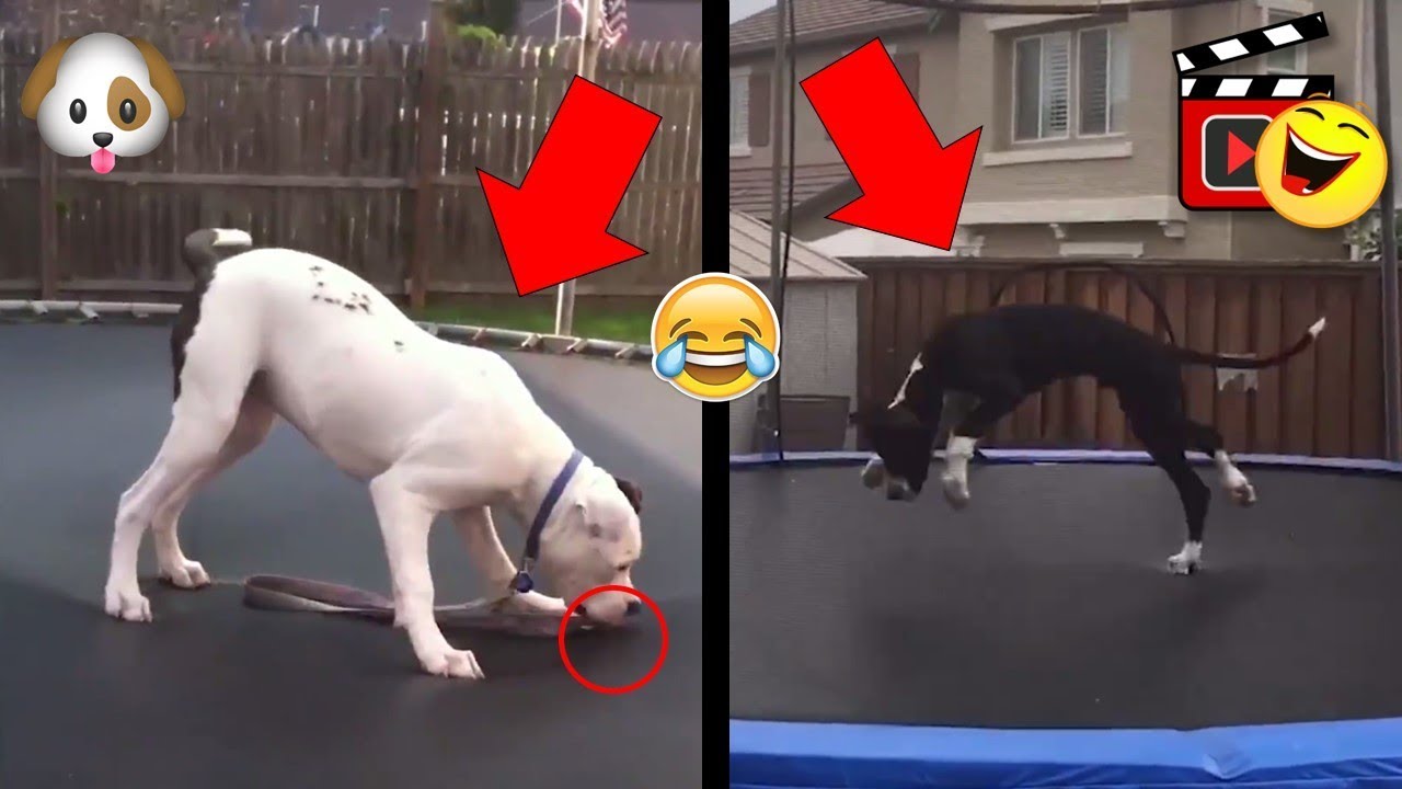 PERROS que Aman los TRAMPOLINES