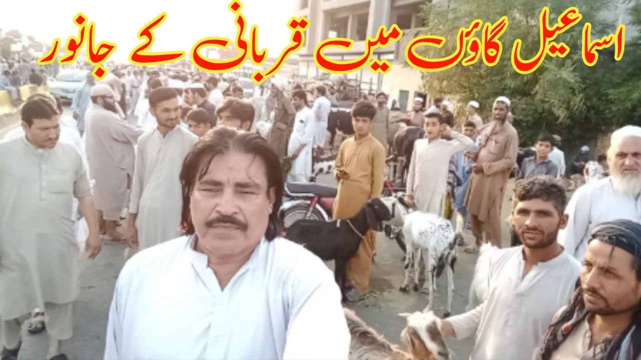 Smile Gaon Mein Qurbani  Ke Janwar Blogs Swabi By Murad Adina Vlogs