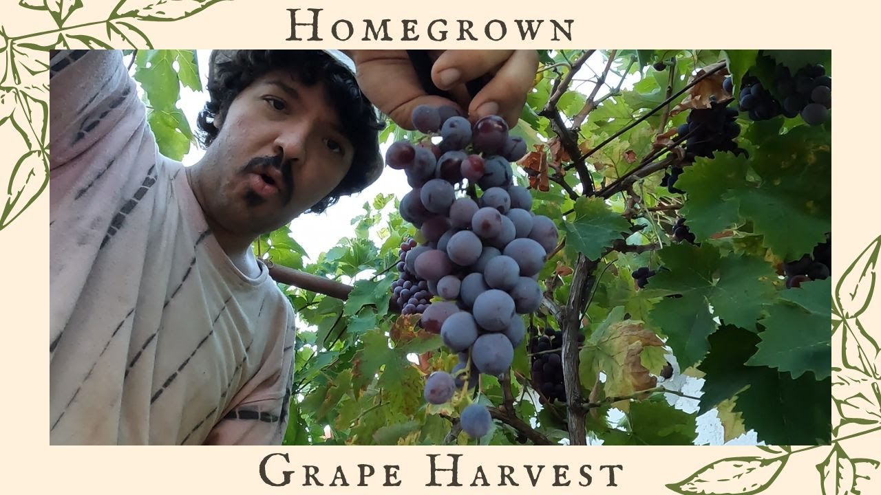 Homegrown Grape Harvest | Making Wine In Rural Portugal