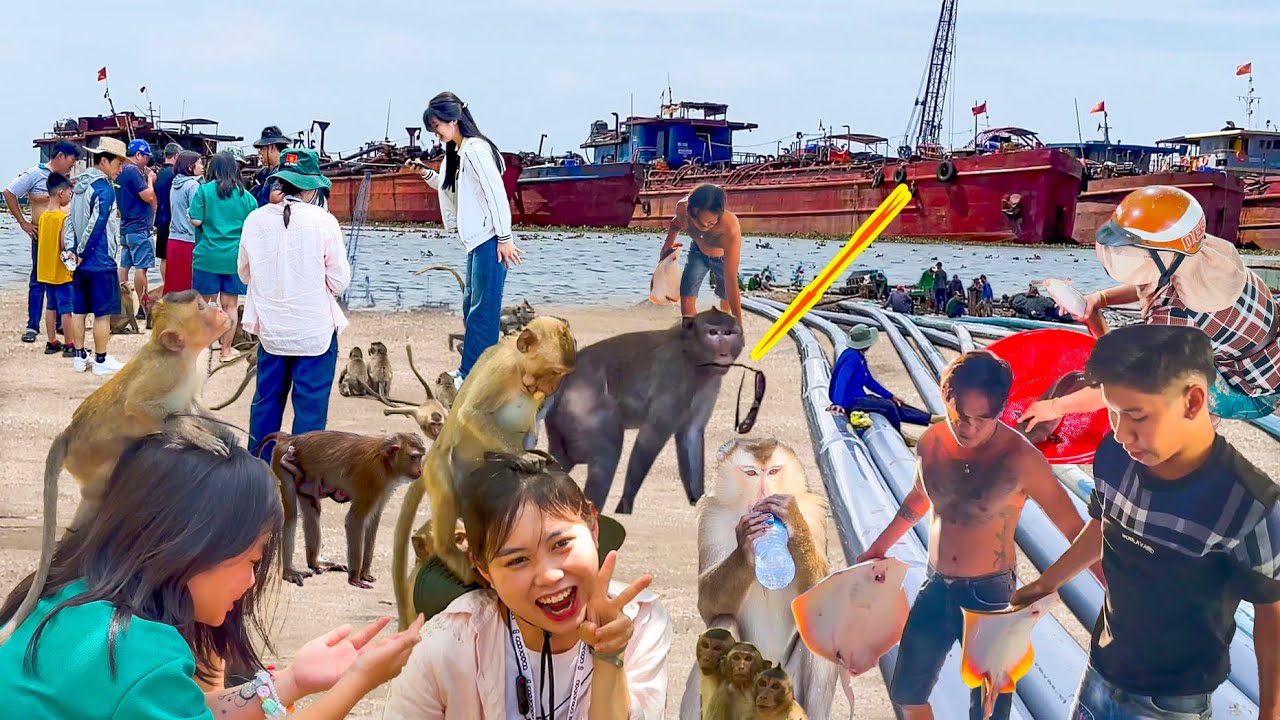 Khu Lấn Biển Lớn Nhất Đảo Cần Giờ Sài Gòn║Đảo Khỉ Cần Giờ Sơ Hở Là Bị Chôm