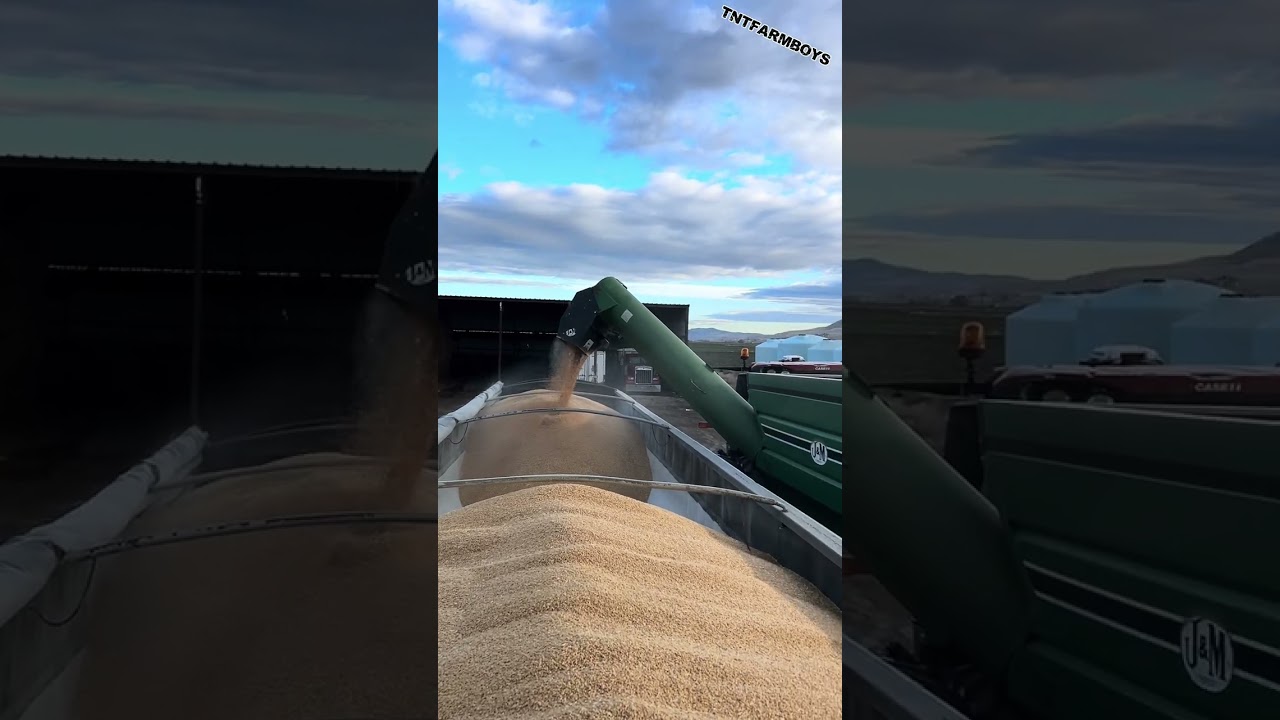 Moving wheat 