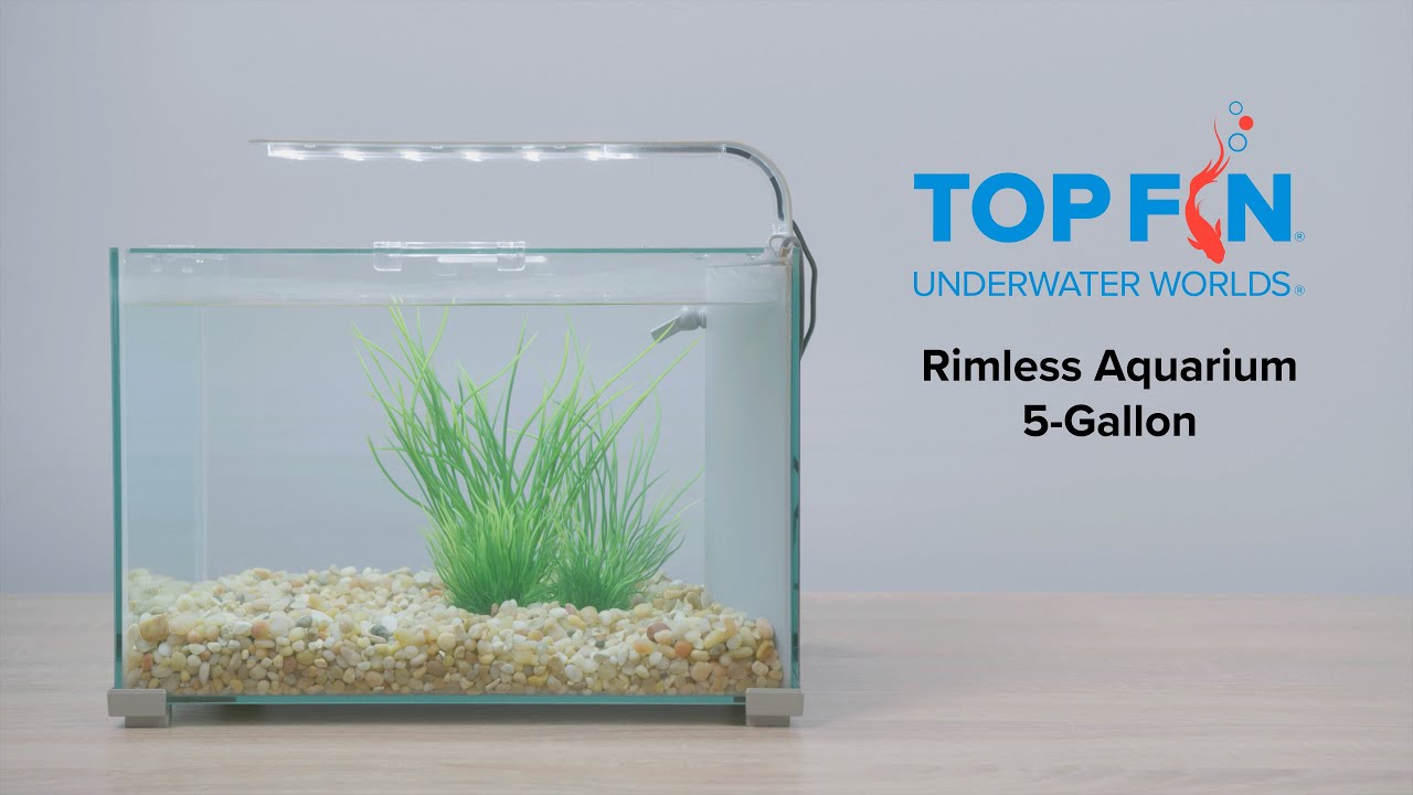 Top Fin Rimless #Aquarium - 5 Gallon Setup | YouTube