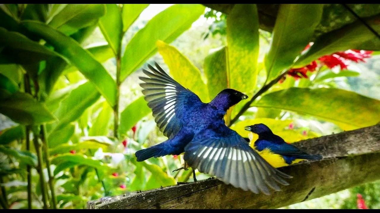 Abre Tus Alas performed by Unaji : Ceremony Music