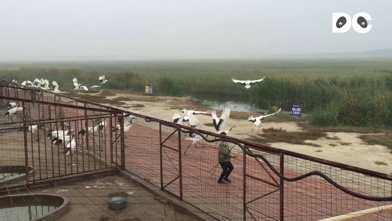 Red-crowned cranes flying in Xianghai Natural Reserve of China