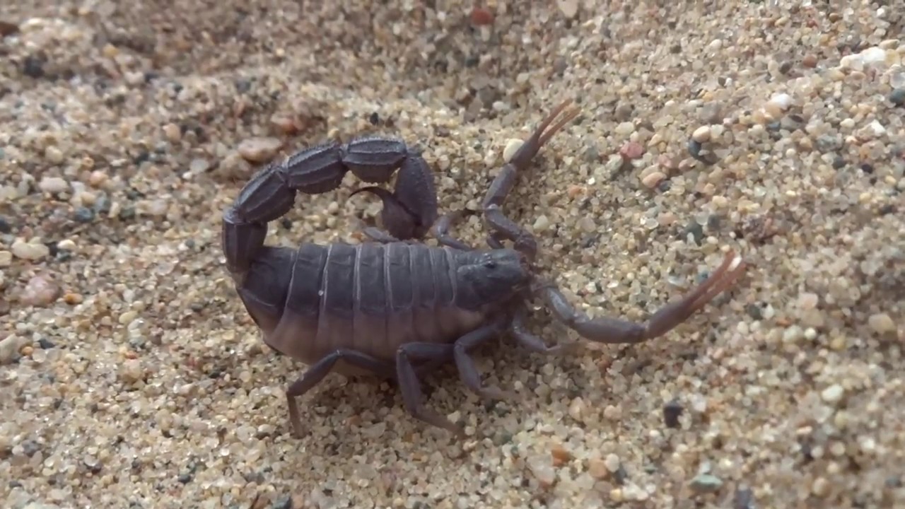 parabuthus transvaalicus