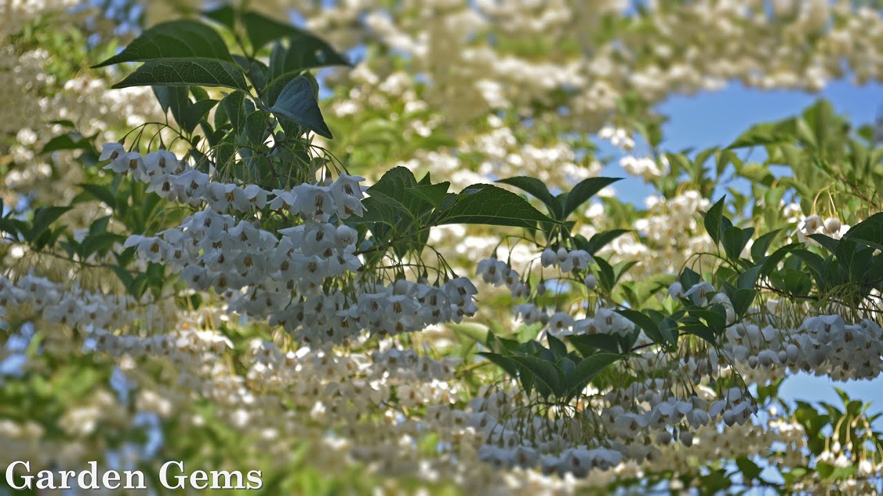 Japanese snowbell tree (Styrax japonicus)