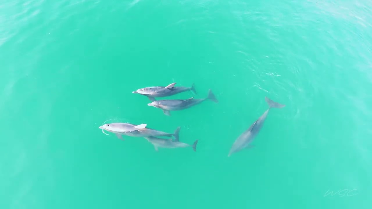 Aerial Dolphin watching just off the beach of North Captiva Island