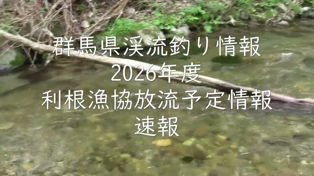 群馬県渓流釣り情報　2026年度  利根漁業協同組合　放流予定情報　速報