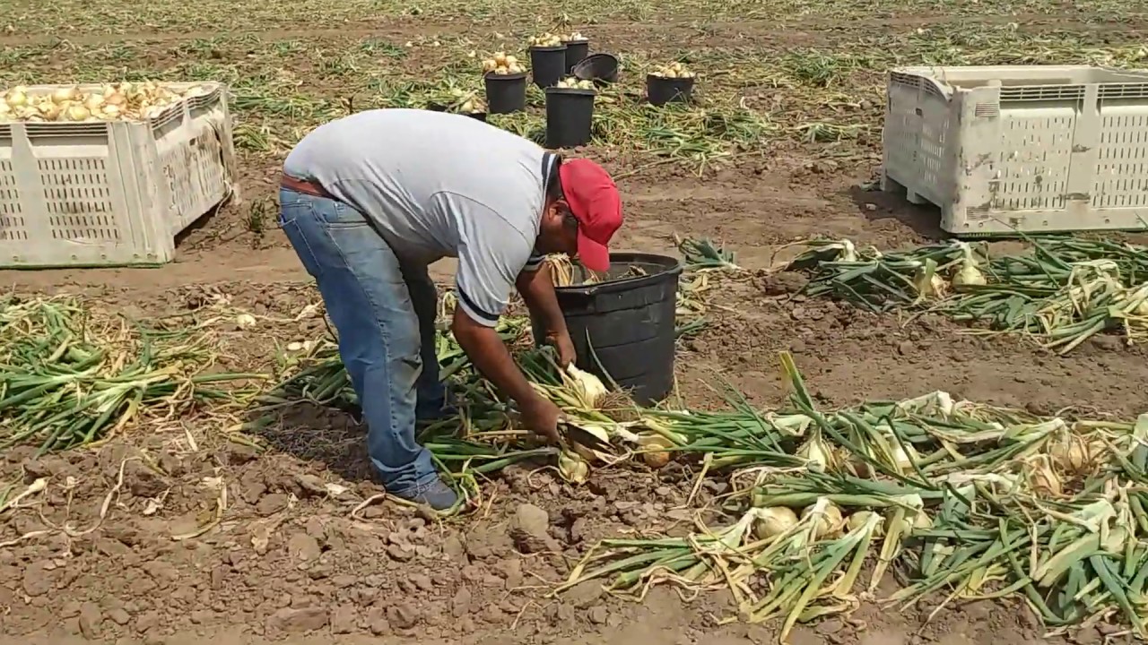 UNO DE LOS MAS RAPIDOS EN EL CORTE DE CEBOLLA, ONION HARVEST  IN USA.