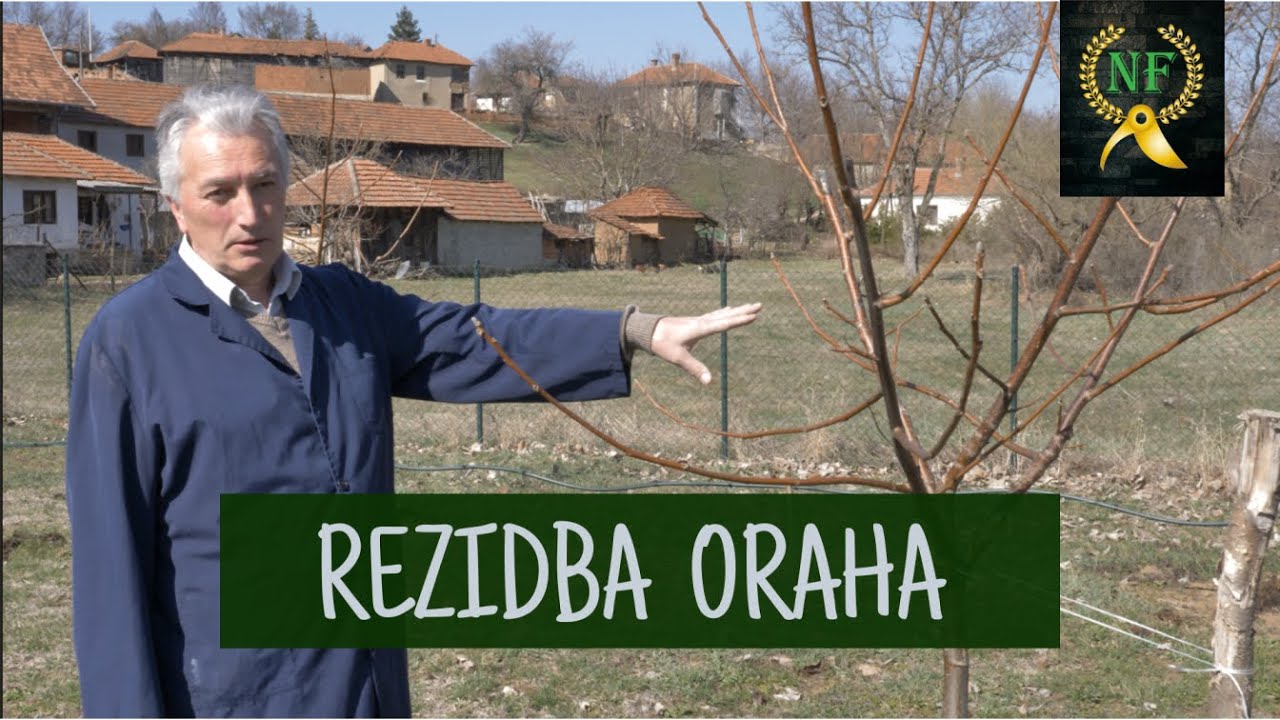 Kako orezati orah (formiranje zasada)