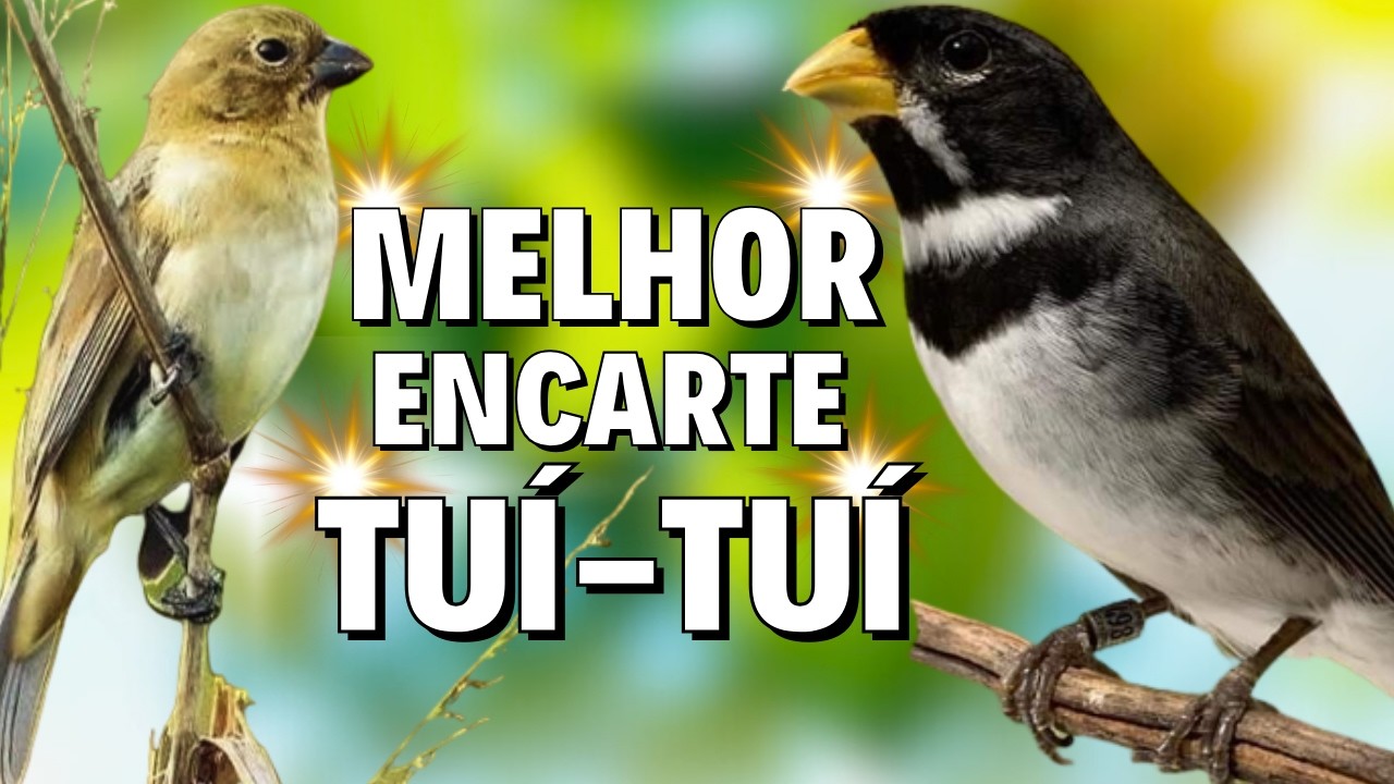 🔴MELHOR CANTO DE COLEIRO TUI TUI PARA ENCARTE 🔴🔴ÁUDIO COM FÊMEA CHAMANDO E PIANDO🔴TURBINE SEU PARDO🔴