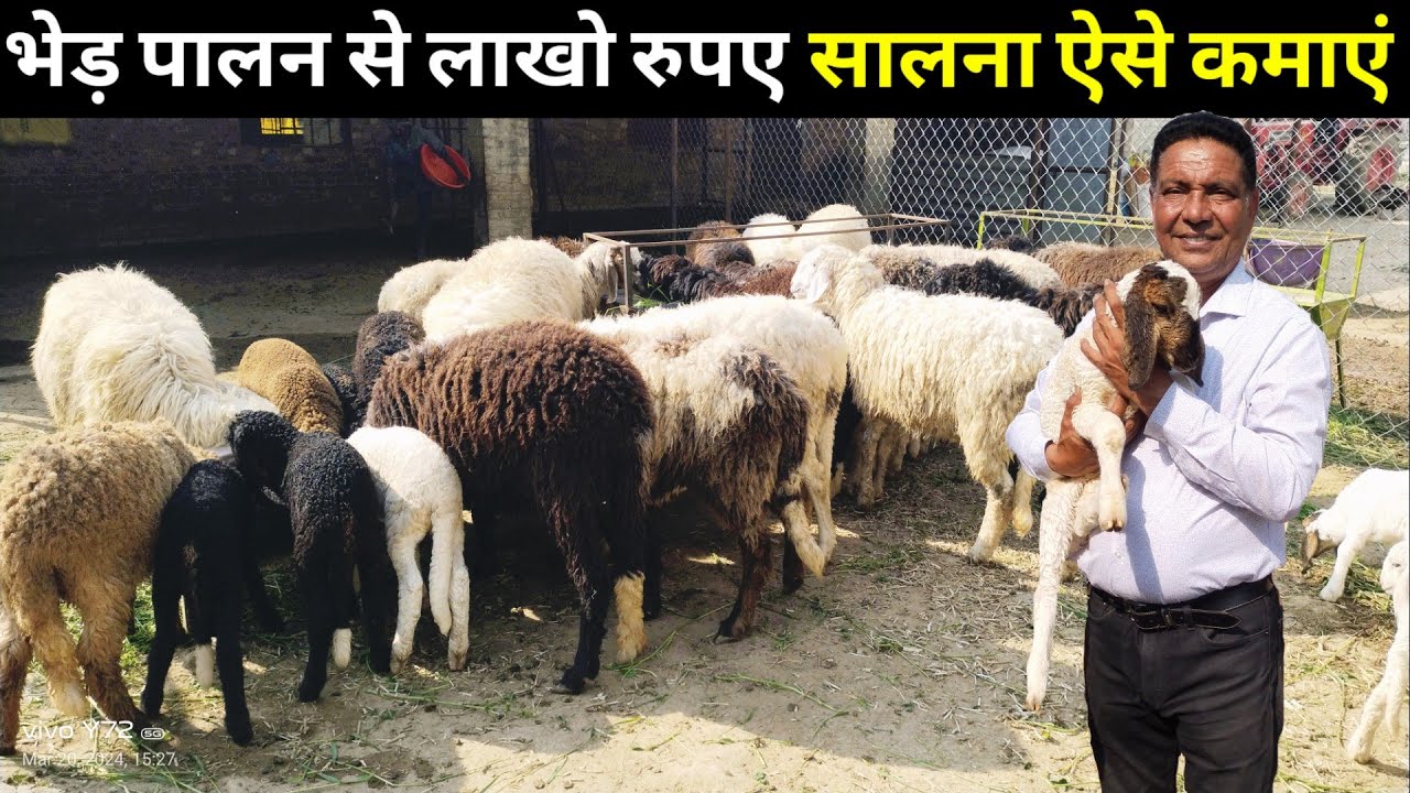 भेड़ पालन में होती है बकरियों से ज्यादा कमाई Sheep Farming A to Z Jankari #sheepfarming