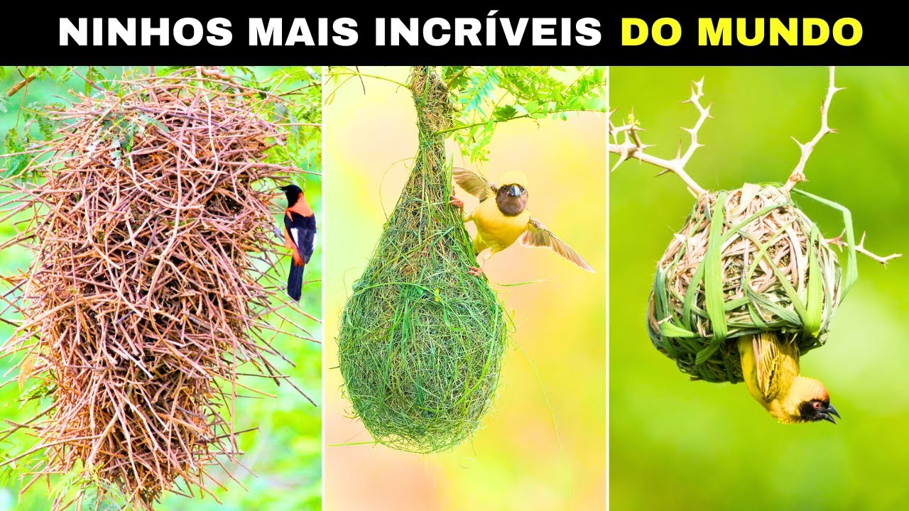 Os 10 Ninhos Mais DIFERENTES e INCRÍVEIS do MUNDO Animal