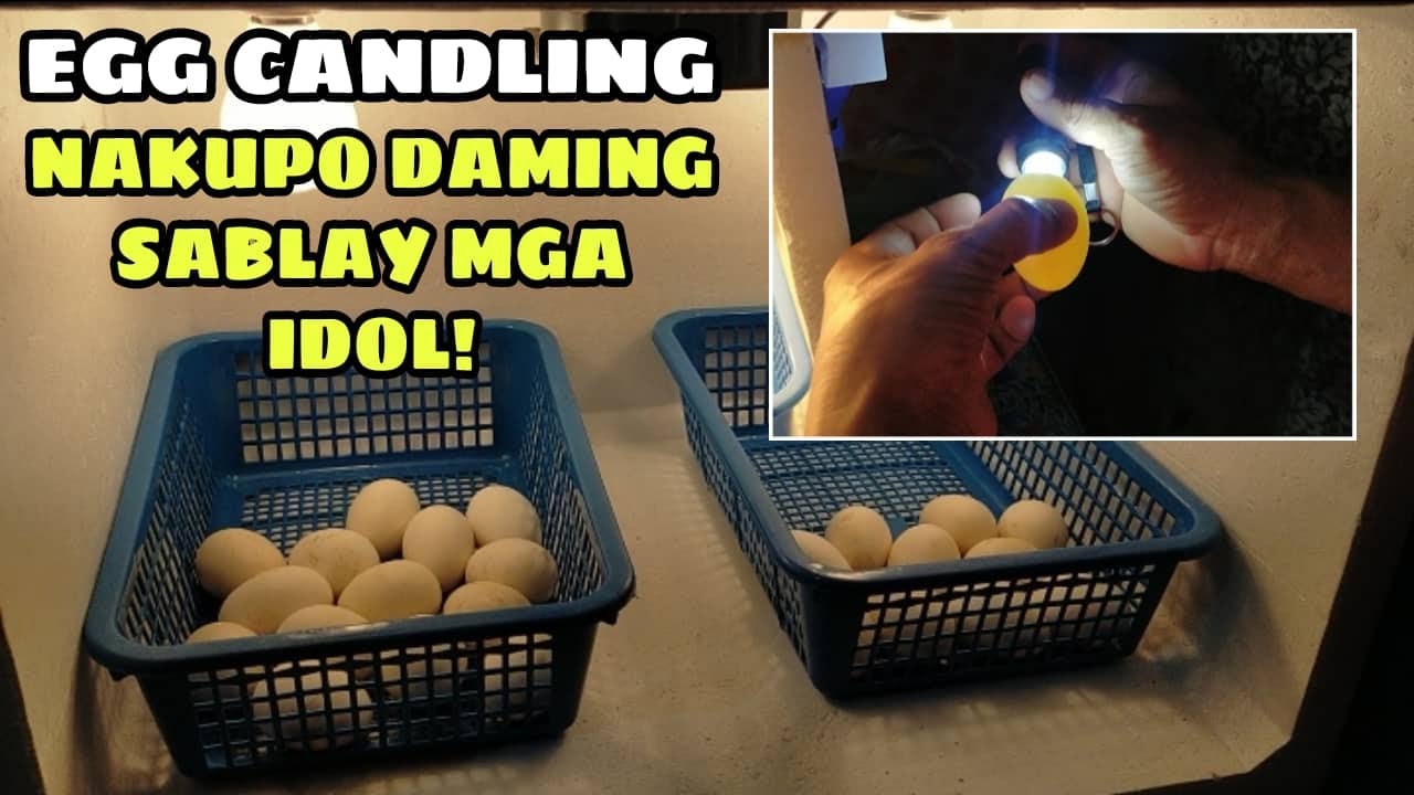 EGG CANDLING! NAKUPO DAMING SABLAY MGA IDOL! || BALERIANS GAMEYARD