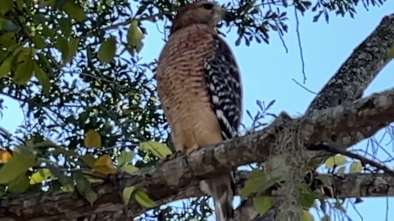 Red-Shouldered Hawk Up Close in TX 3   27Oct2022