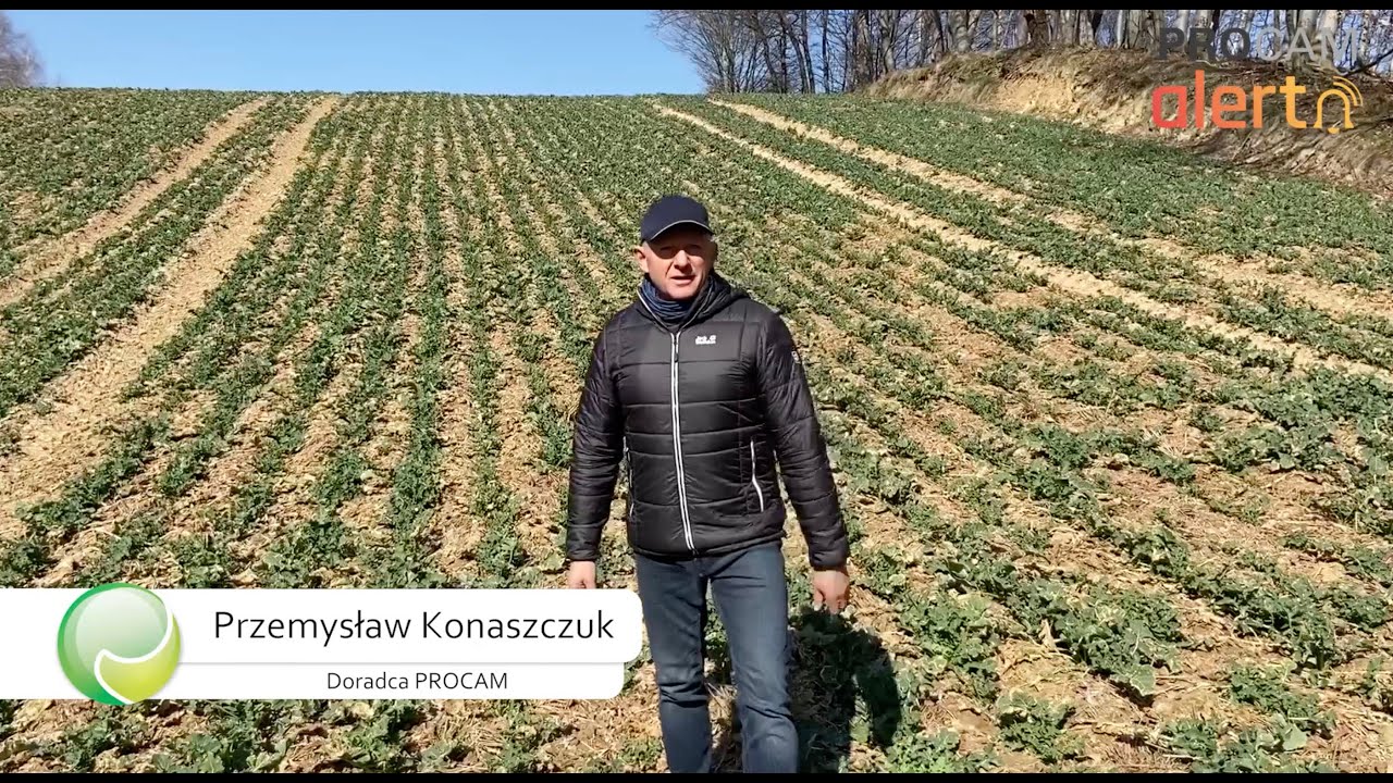 PROCAM Alert z Lubelszczyzny o zwalczaniu szkodników – chowaczy