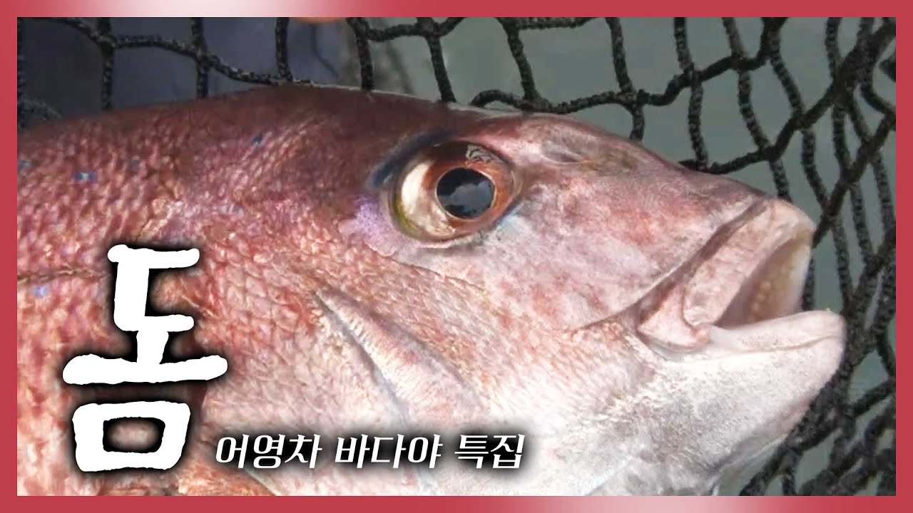 [어영차바다야 특집] 짜릿한 손맛에 쫄깃한 맛까지 생선의 제왕 '돔'