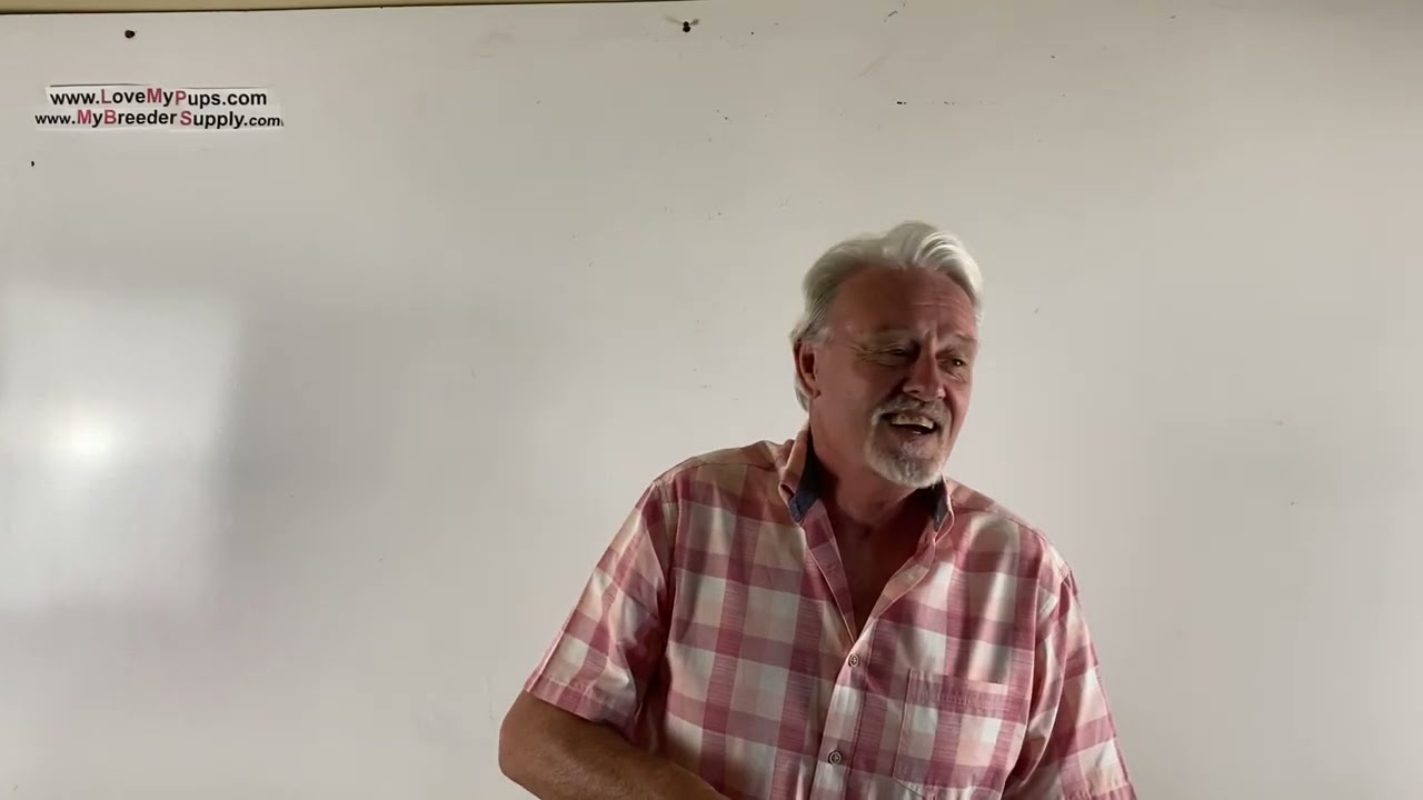 What and when and how to feed puppies