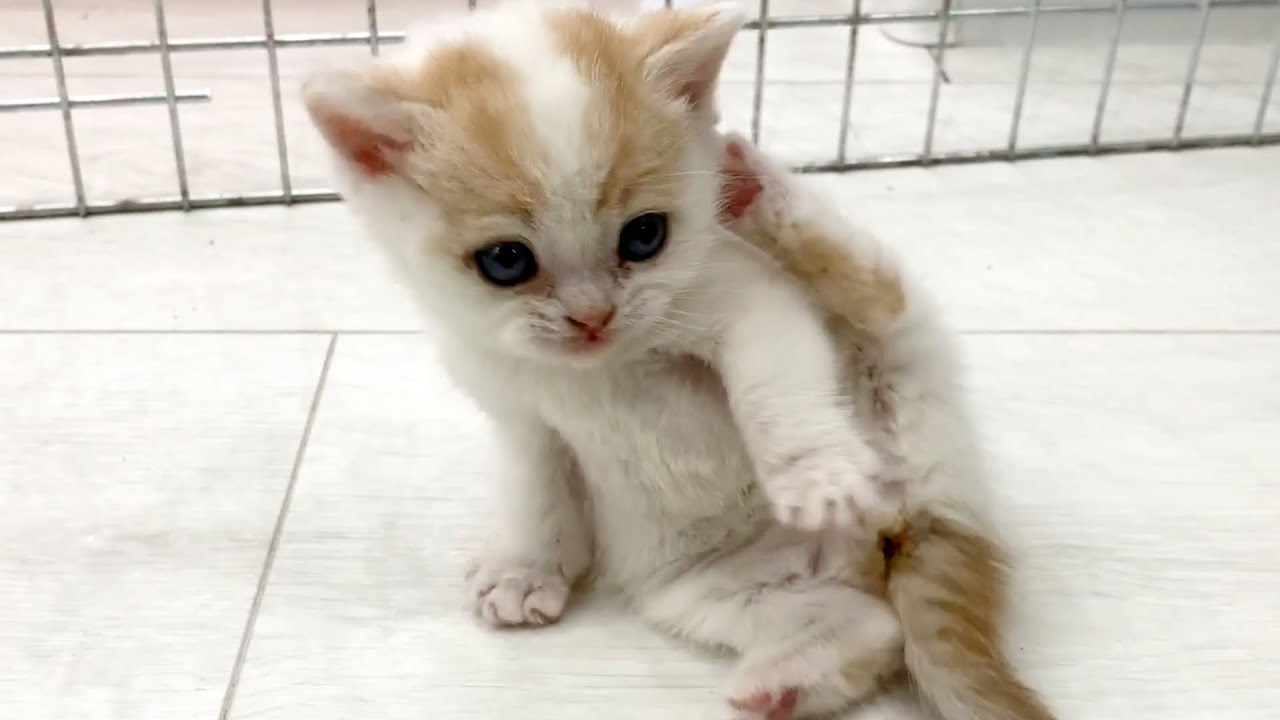 Самый милый котенок в мире Вилли учится умываться сам