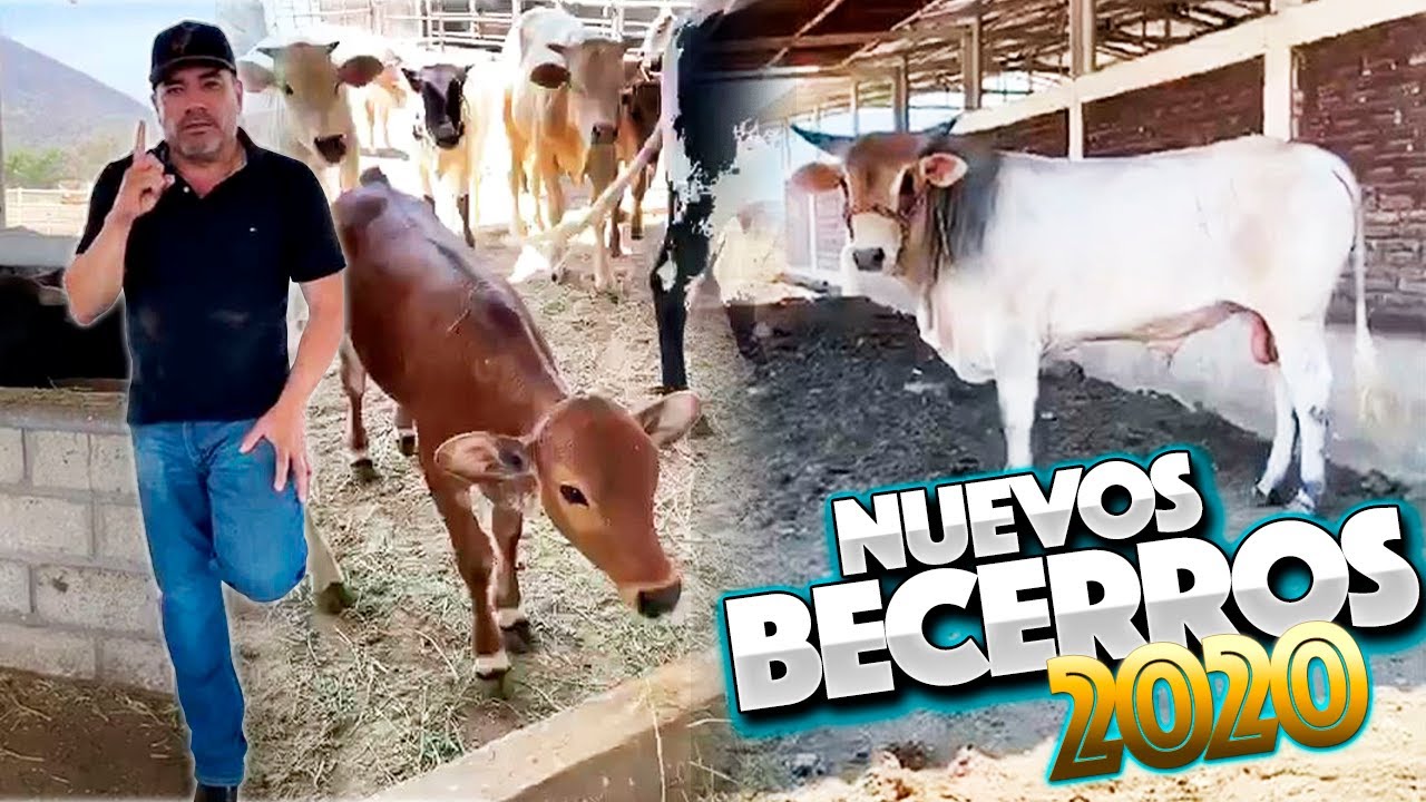 ¡¡¡NUEVOS BECERROS!!! FEDERICO FIGUEROA PRESENTA LO MÁS RECIENTE DE LA CANDELARIA | Parte 01