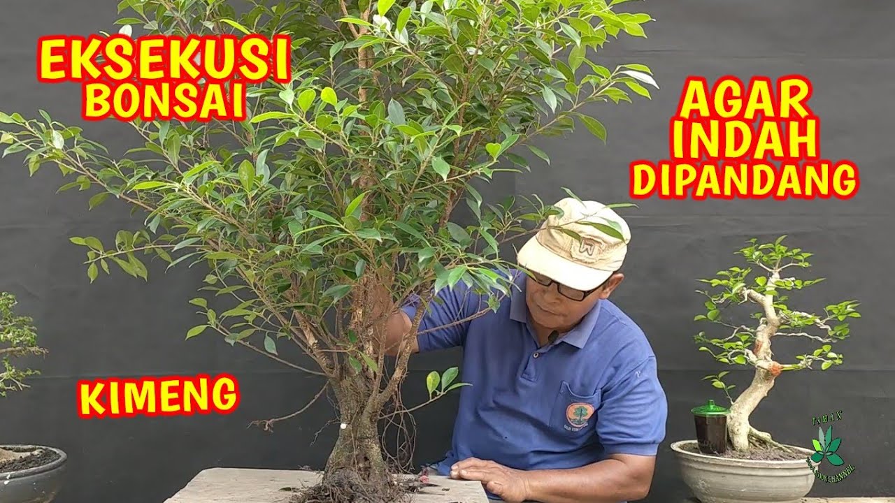Eksekusi Bonsai Beringin Kimeng Agar Indah Di Pandang