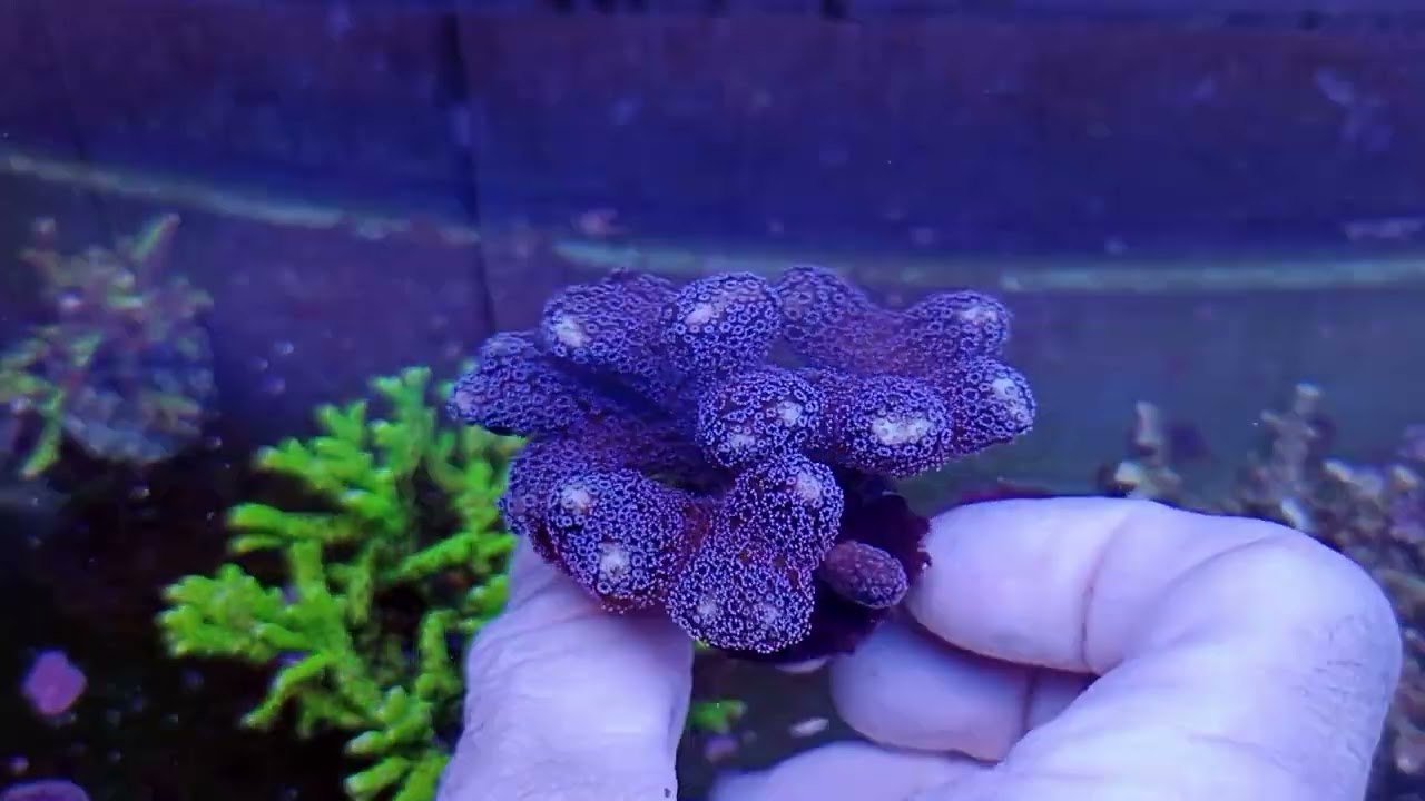 Stylophora milka S CORAL GANDALF