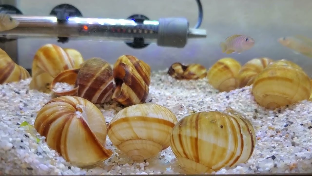 We Have Dozens of Shell Dweller Fry | Fun Breeding Adventure