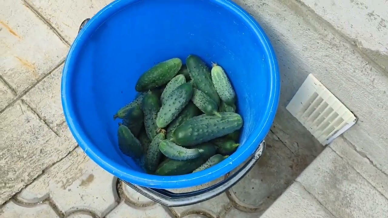 Сад в середине августа. Что будет с розами, если их не обрабатывать.