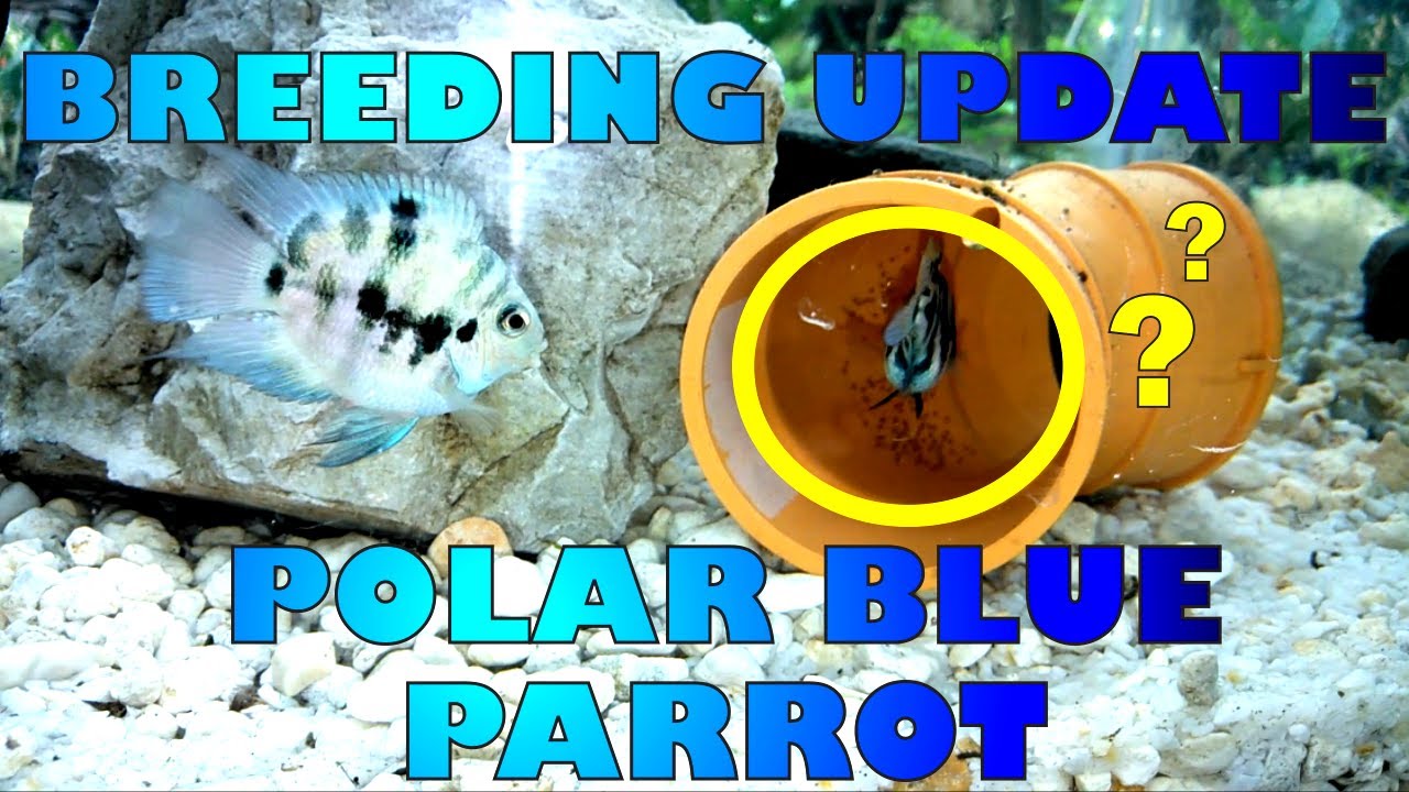 Blue Polar Parrot Laying Eggs!