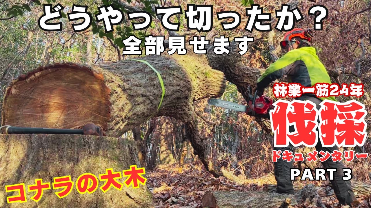 【プロ技】伐採テクニック満載！職人による大きなコナラの木の伐採方法 | Safe Felling of a Large Konara Oak & Hung-up Trees