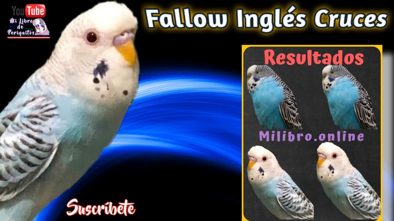 Periquitos Fallow inglés Tabla de Cruces 👌