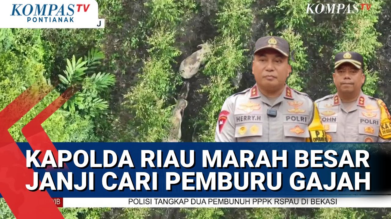 Kapolda Riau Marah Besar & Janji Cari Pemburu Gajah Sumatera