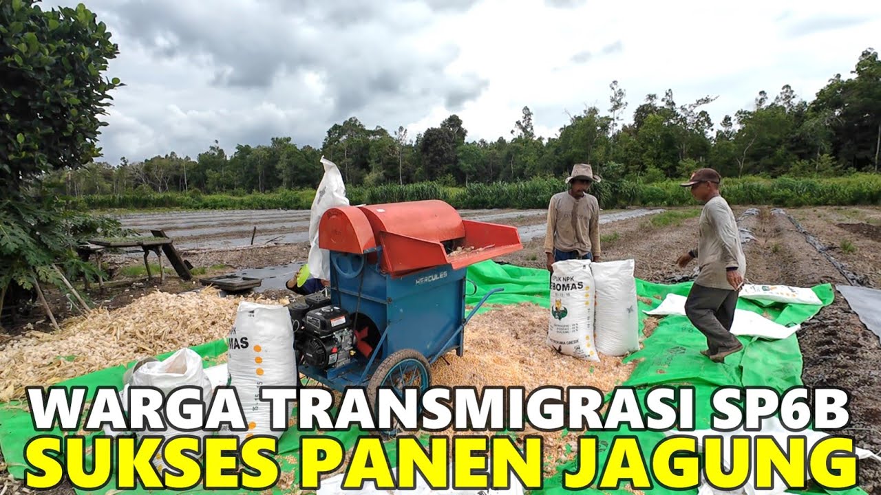 KOMPAK! PAK JOKO & MBAH KRIS KERJASAMA PANEN JAGUNG, LAHAN PEMUKIMAN TRANSMIGRASI SP6B TANJUNG BUKA