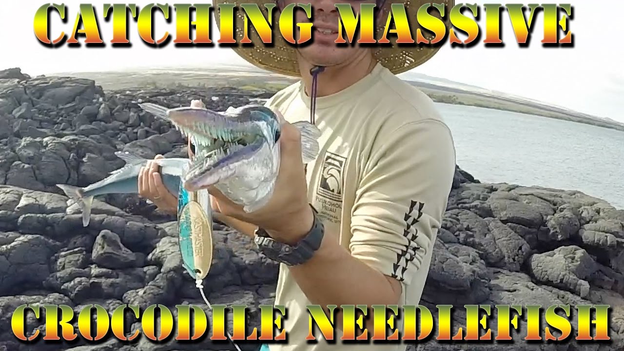 Fishing Huge ‘Aha ( Houndfish - Needlefish ) and Kaku ( Barracuda ) In Hawaii - B.O.D.S. Episode 15