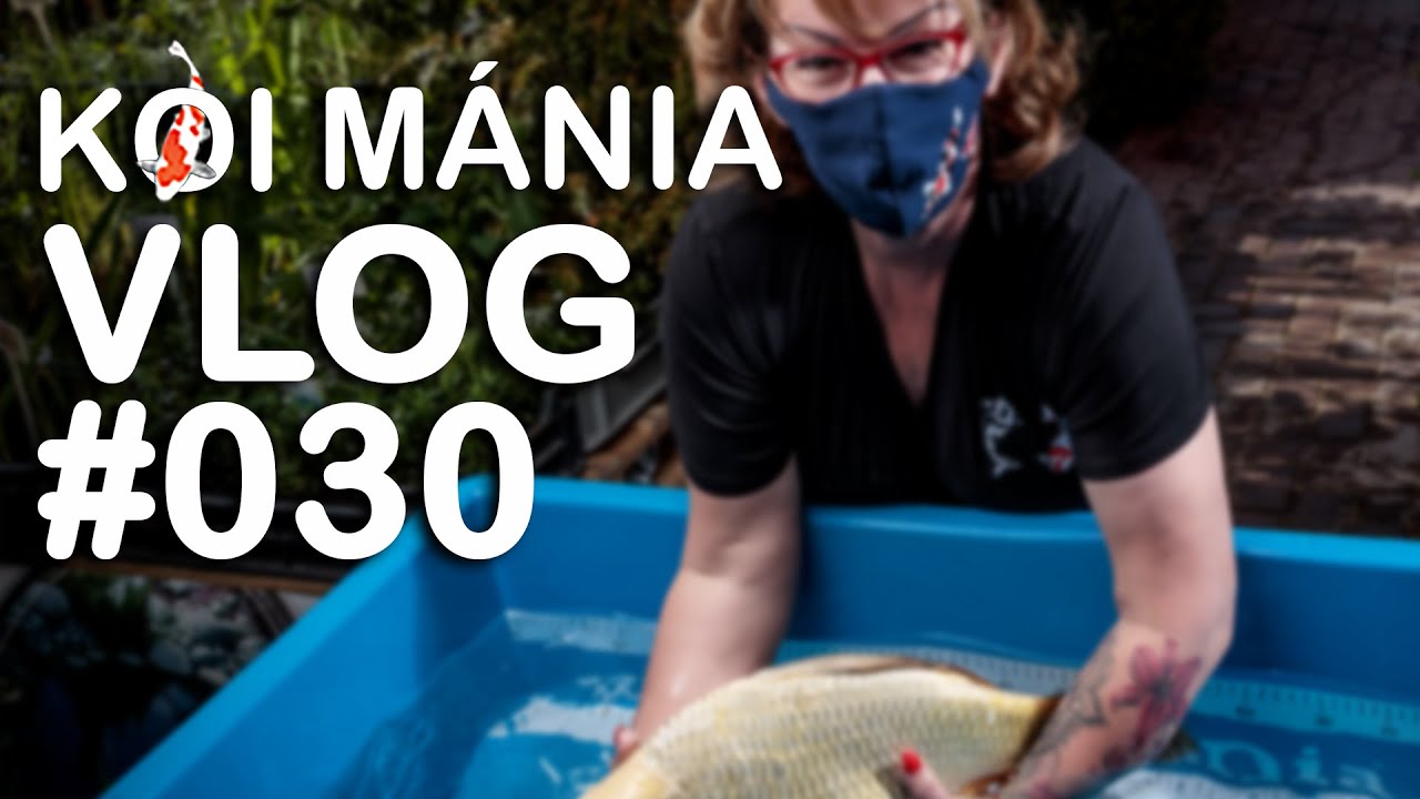 Koi Mánia VLOG#030 - Megérkeztek a 2021-es koik