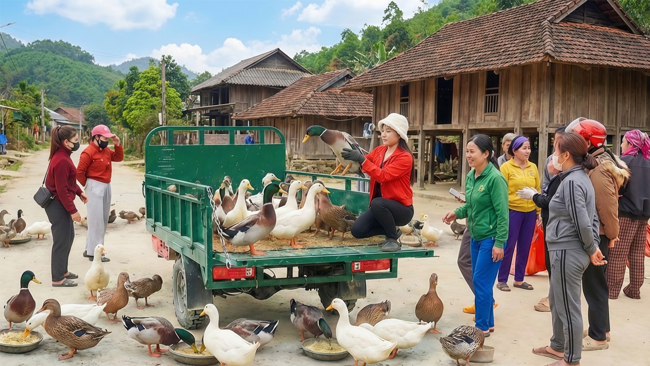 LIFE ON THE FARM | Harvesting 999+ Giant Ducki & Go to Market Sell