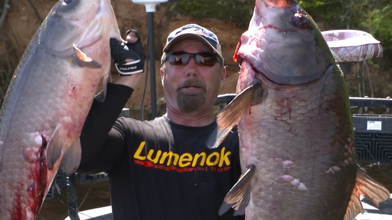 Bow Fishing 70 Pound Carp.  4k
