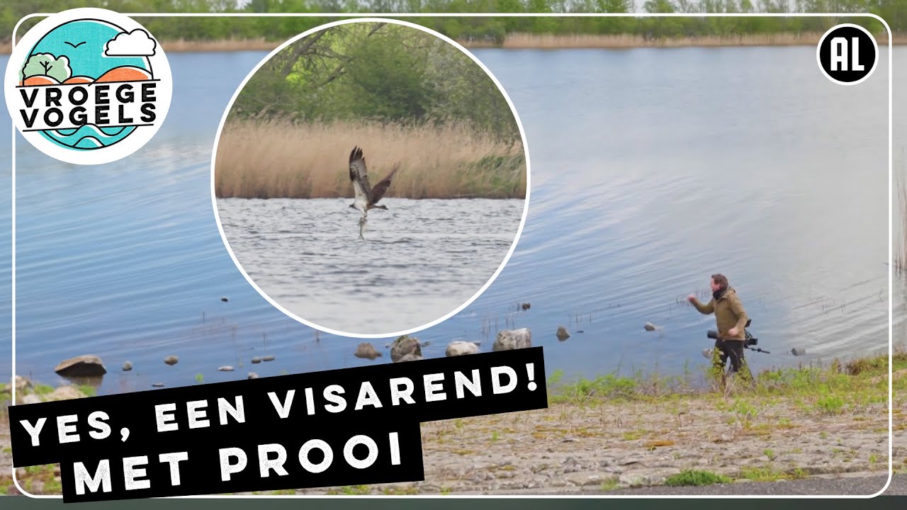 Eindelijk een jagende visarend op beeld | TV | Vroege Vogels