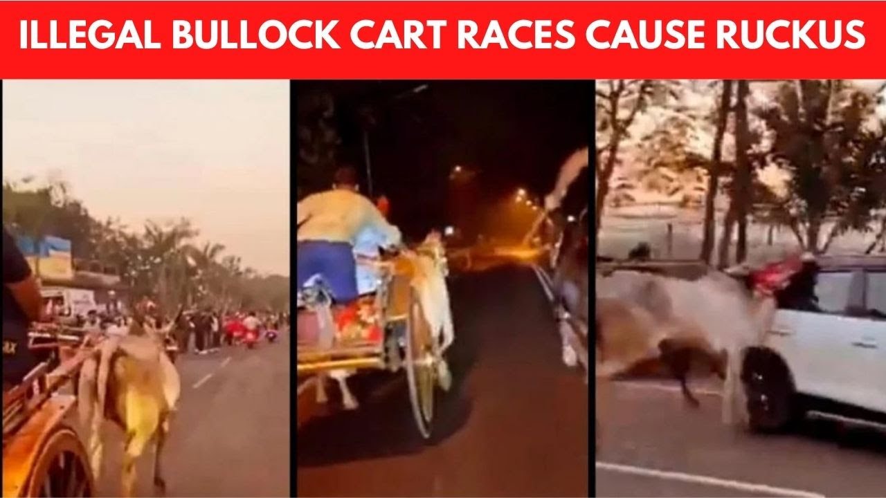 Illegal bullock cart races cause ruckus at Mira Bhayandar flyover; video surfaces