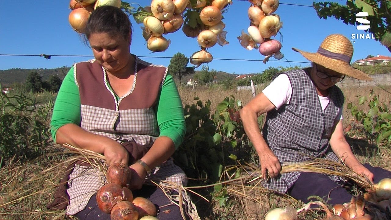 Apanhar e encabar cebolas: uma tradição de gerações