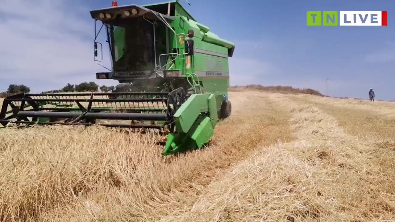 باجة : افتتاح موسم حصاد الشعير