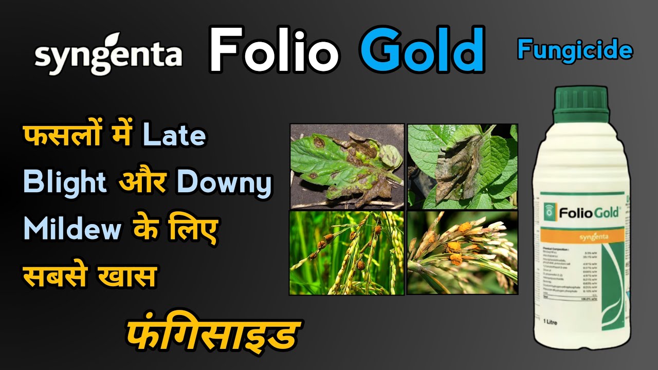 Syngenta Folio Gold Fungicide | Late Blight, Downy Mildew | हल्दी रोग,कुंडवा रोग |False Smut of Rice