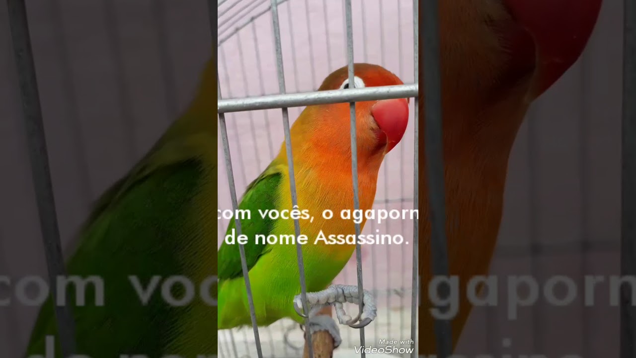 agapornis cantando. esse canta de mais.