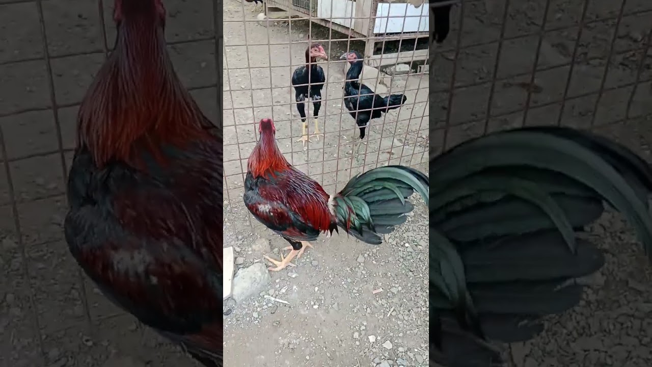 Ayam nokis @buhawebloodline