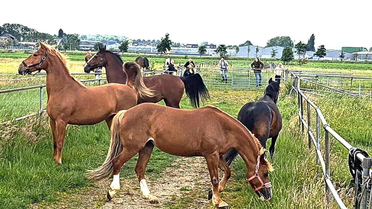 De paarden gaan voor het eerst de wei in 2025