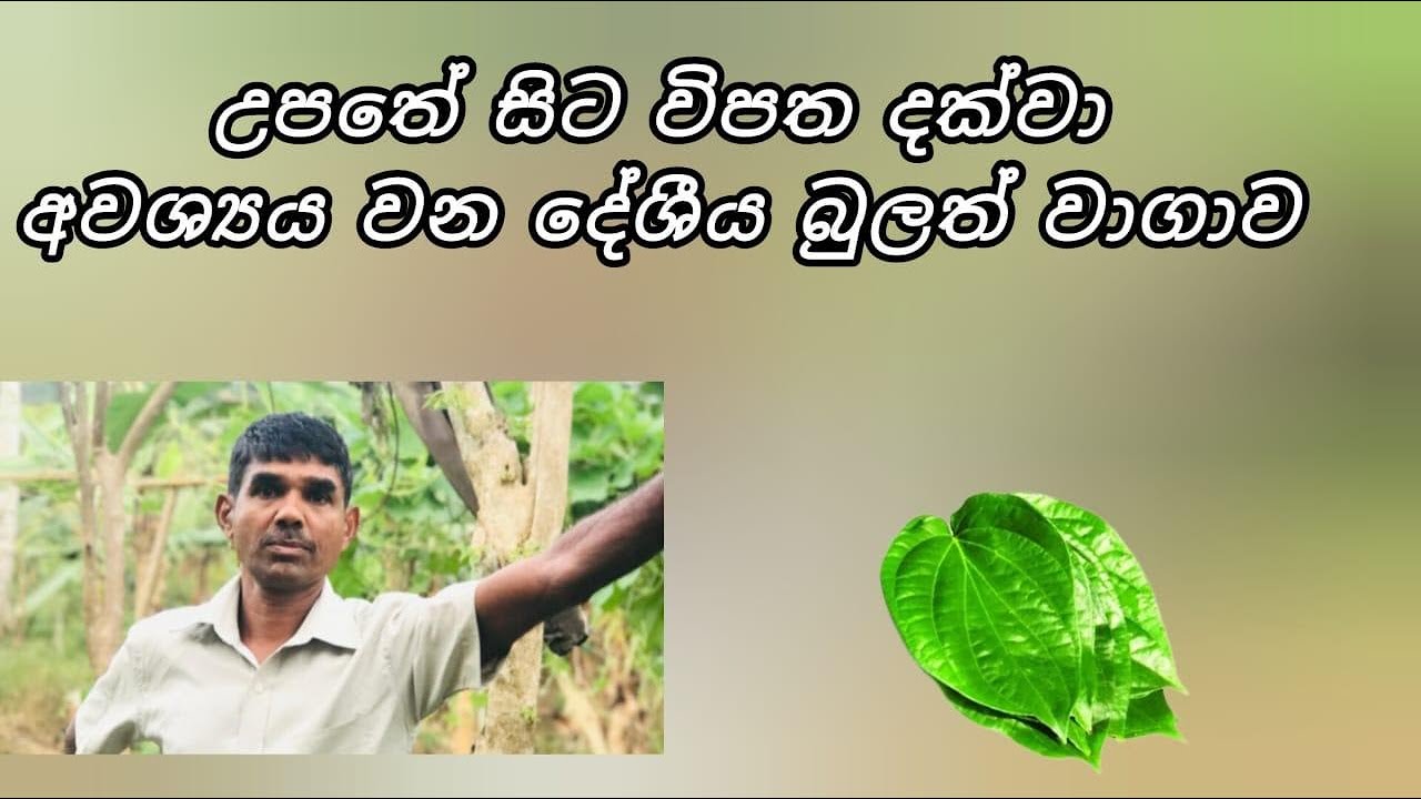 මිනිසාට නැතුවම බැරි  බුලත් / siri lak govi bima /#bulath