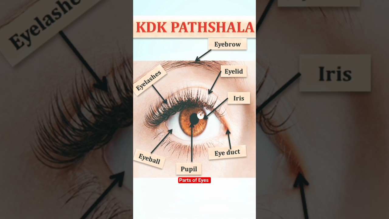 parts of eyes | name of eyes parts in english #english #vocabulary #englishspeaking #shortsvideo