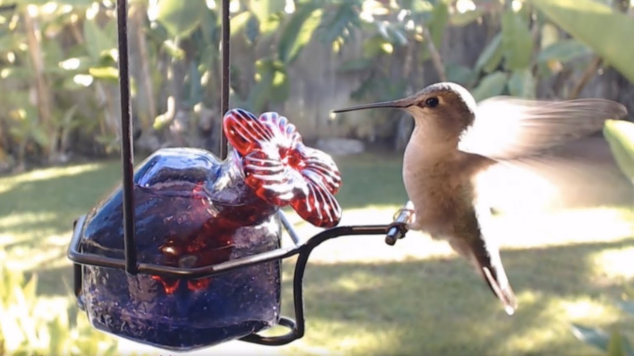 A Hummingbird HangouT wiTh Luis ☀️🌺🐝⛲️🕊️🌴