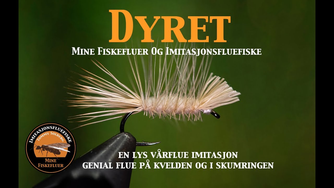 Dyret. Her. binder jeg en lys utgave av Dyret Vårflue. Mine fiskefluer og imitasjonsfluefiske