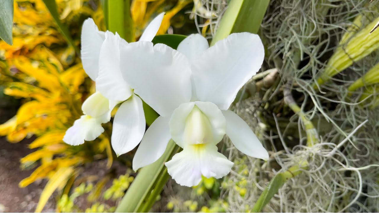 Orchid Garden Update, Happy Valentine’s Day, Beautiful New Blooms